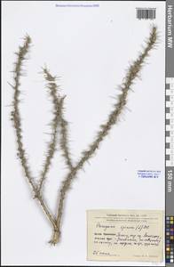 Caragana spinosa (L.) Vahl ex Hornem., South Asia, South Asia (Asia outside ex-Soviet states and Mongolia) (ASIA) (China)