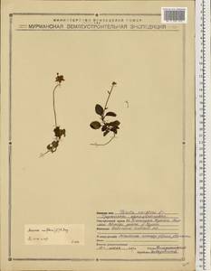 Moneses uniflora (L.) A. Gray, Eastern Europe, Northern region (E1) (Russia)
