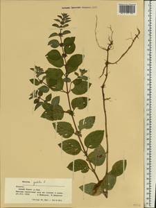 Mentha arvensis L., Eastern Europe, Central region (E4) (Russia)