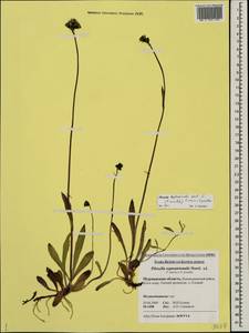 Pilosella piloselloides subsp. praealta (Gochnat) S. Bräut. & Greuter, Eastern Europe, Northern region (E1) (Russia)