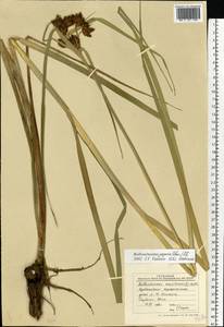 Bolboschoenus yagara (Ohwi) Y.C.Yang & M.Zhan, Eastern Europe, Middle Volga region (E8) (Russia)