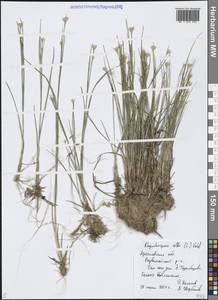 Rhynchospora alba (L.) Vahl, Eastern Europe, Central forest region (E5) (Russia)