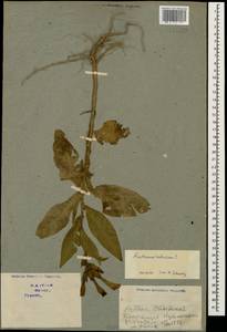 Nicotiana tabacum L., Caucasus, Georgia (K4) (Georgia)