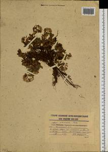 Hylotelephium pluricaule (Maxim.) H. Ohba, Siberia, Russian Far East (S6) (Russia)