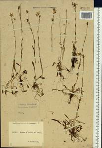 Saxifraga hirculus L., Siberia, Yakutia (S5) (Russia)