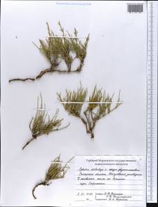 Ephedra distachya L., Eastern Europe, Middle Volga region (E8) (Russia)