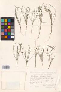 Koelpinia linearis Pall., Middle Asia, Caspian Ustyurt & Northern Aralia (M8) (Kazakhstan)