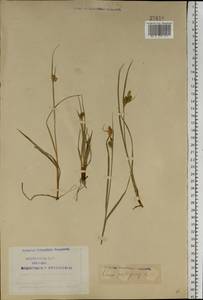 Carex pallescens L., Eastern Europe, Northern region (E1) (Russia)