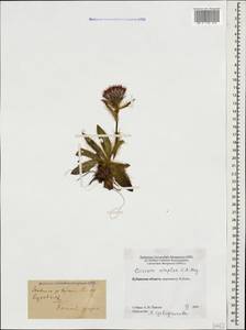 Cirsium simplex C. A. Mey., Caucasus, Stavropol Krai, Karachay-Cherkessia & Kabardino-Balkaria (K1b) (Russia)