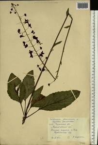 Verbascum phoeniceum L., Eastern Europe, South Ukrainian region (E12) (Ukraine)