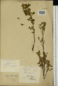 Chamaecytisus ruthenicus (Fisch. ex Wol.) Klásk., Eastern Europe, Eastern region (E10) (Russia)