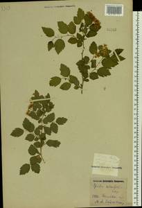 Spiraea chamaedryfolia L., Eastern Europe, Central forest-and-steppe region (E6) (Russia)