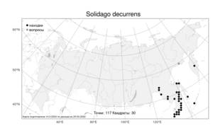 Solidago decurrens Lour., Atlas of the Russian Flora (FLORUS) (Russia)