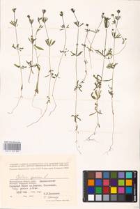 Galium spurium L., Eastern Europe, Lower Volga region (E9) (Russia)