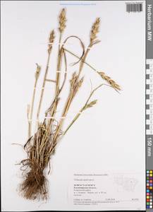 Triticum aestivum L., Eastern Europe, Central region (E4) (Russia)