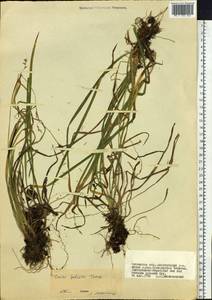 Carex vaginata var. petersii (C.A.Mey. ex F.Schmidt) Akiyama, Siberia, Baikal & Transbaikal region (S4) (Russia)