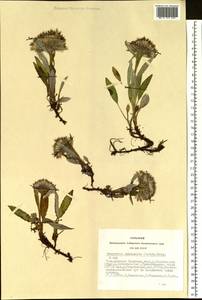 Saussurea subacaulis (Ledeb.) Serg., Siberia, Altai & Sayany Mountains (S2) (Russia)