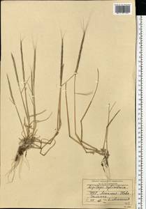 Aegilops cylindrica Host, Eastern Europe, South Ukrainian region (E12) (Ukraine)