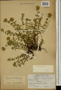 Ziziphora brantii K.Koch, Caucasus, Armenia (K5) (Armenia)