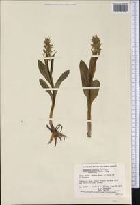 Dactylorhiza viridis (L.) R.M.Bateman, Pridgeon & M.W.Chase, America (AMER) (Canada)