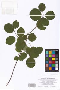 Amelanchier spicata × alnifolia, Eastern Europe, Moscow region (E4a) (Russia)