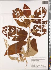 Commersonia bartramia (L.) Merr., South Asia, South Asia (Asia outside ex-Soviet states and Mongolia) (ASIA) (Vietnam)