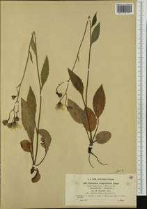 Hieracium umbrosum subsp. oleicolor (Zahn) Greuter, Western Europe (EUR) (Austria)