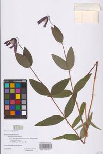 Clematis integrifolia L., Eastern Europe (no precise locality) (E0)