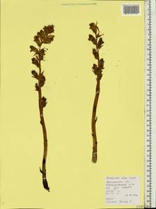 Orobanche alba, Eastern Europe, Central forest-and-steppe region (E6) (Russia)