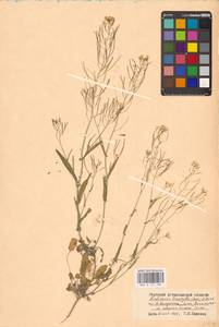 Pseudoarabidopsis toxophylla (M.Bieb.) Al-Shehbaz, O'Kane & R.A.Price, Eastern Europe, Lower Volga region (E9) (Russia)