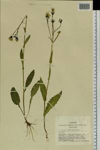 Crepis lyrata (L.) Froel., Siberia, Altai & Sayany Mountains (S2) (Russia)