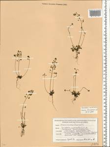 Teesdalia nudicaulis (L.) W. T. Aiton, Eastern Europe, Belarus (E3a) (Belarus)