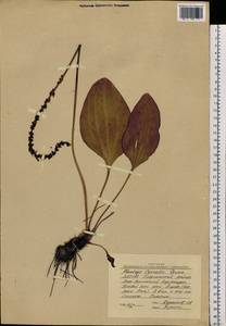 Plantago cornuti Gouan, Siberia, Yakutia (S5) (Russia)