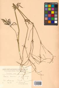 Ranunculus acris L., Siberia, Russian Far East (S6) (Russia)