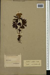 Trollius ranunculinus (Sm.) Stearn, Caucasus (no precise locality) (K0)