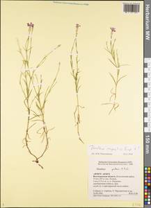 Dianthus campestris M. Bieb., Eastern Europe, Lower Volga region (E9) (Russia)