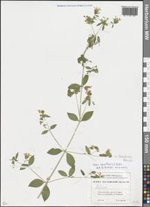Silene baccifera (L.) Durande, Eastern Europe, Rostov Oblast (E12a) (Russia)