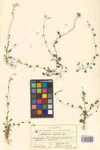 Cardamine lyrata Bunge, Siberia, Russian Far East (S6) (Russia)