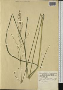 Molinia caerulea (L.) Moench, Western Europe (EUR) (Germany)