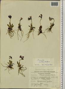 Primula eximia Greene, Siberia, Chukotka & Kamchatka (S7) (Russia)