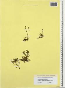Minuartia hirsuta subsp. oreina Mattf., Caucasus, Stavropol Krai, Karachay-Cherkessia & Kabardino-Balkaria (K1b) (Russia)