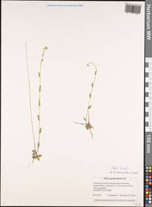 Arabis borealis Andrz. ex C.A. Mey., Siberia, Baikal & Transbaikal region (S4) (Russia)