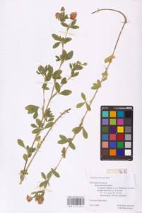 Trifolium aureum Pollich, Eastern Europe, North-Western region (E2) (Russia)