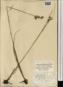 Juncus castaneus subsp. leucochlamys (V.J.Zinger ex V.I.Krecz.) Hultén, Mongolia (MONG) (Mongolia)