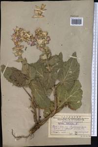 Salvia sclarea L., Middle Asia, Western Tian Shan & Karatau (M3) (Kazakhstan)