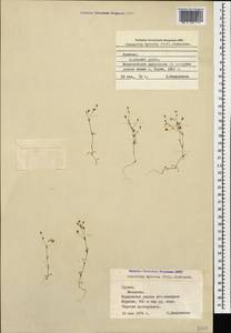 Sabulina tenuifolia subsp. tenuifolia, Caucasus, Armenia (K5) (Armenia)