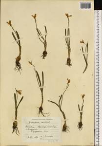 Galanthus nivalis L., Eastern Europe, Moldova (E13a) (Moldova)