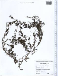 Galium humifusum M.Bieb., Caucasus, Krasnodar Krai & Adygea (K1a) (Russia)