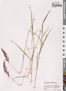 Calamagrostis angustifolia Kom., Siberia, Chukotka & Kamchatka (S7) (Russia)