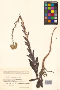 Isatis tinctoria L., Eastern Europe, Lower Volga region (E9) (Russia)